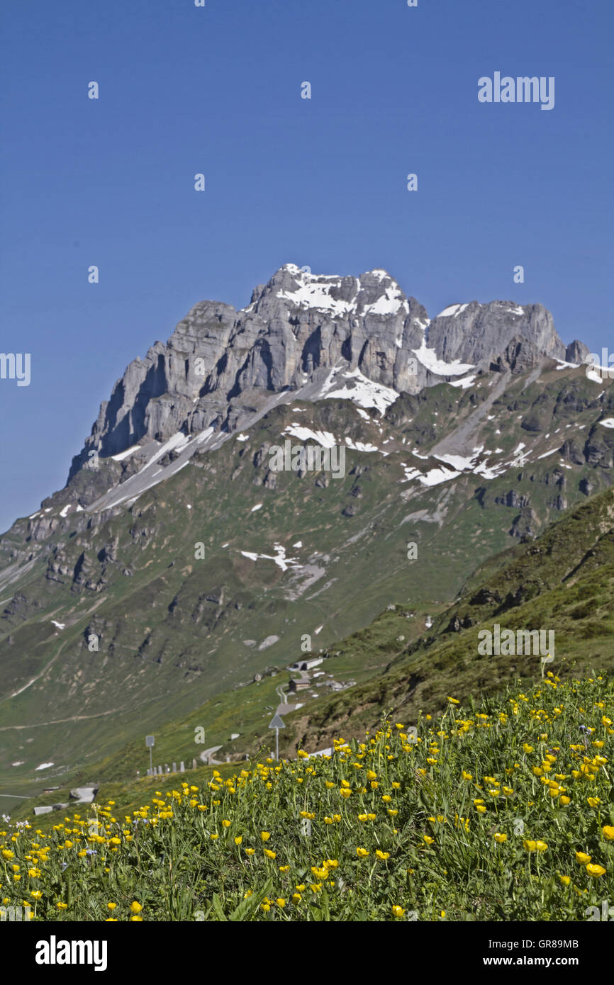 Prato di fiori in primavera sugli Klausen Pass Foto Stock