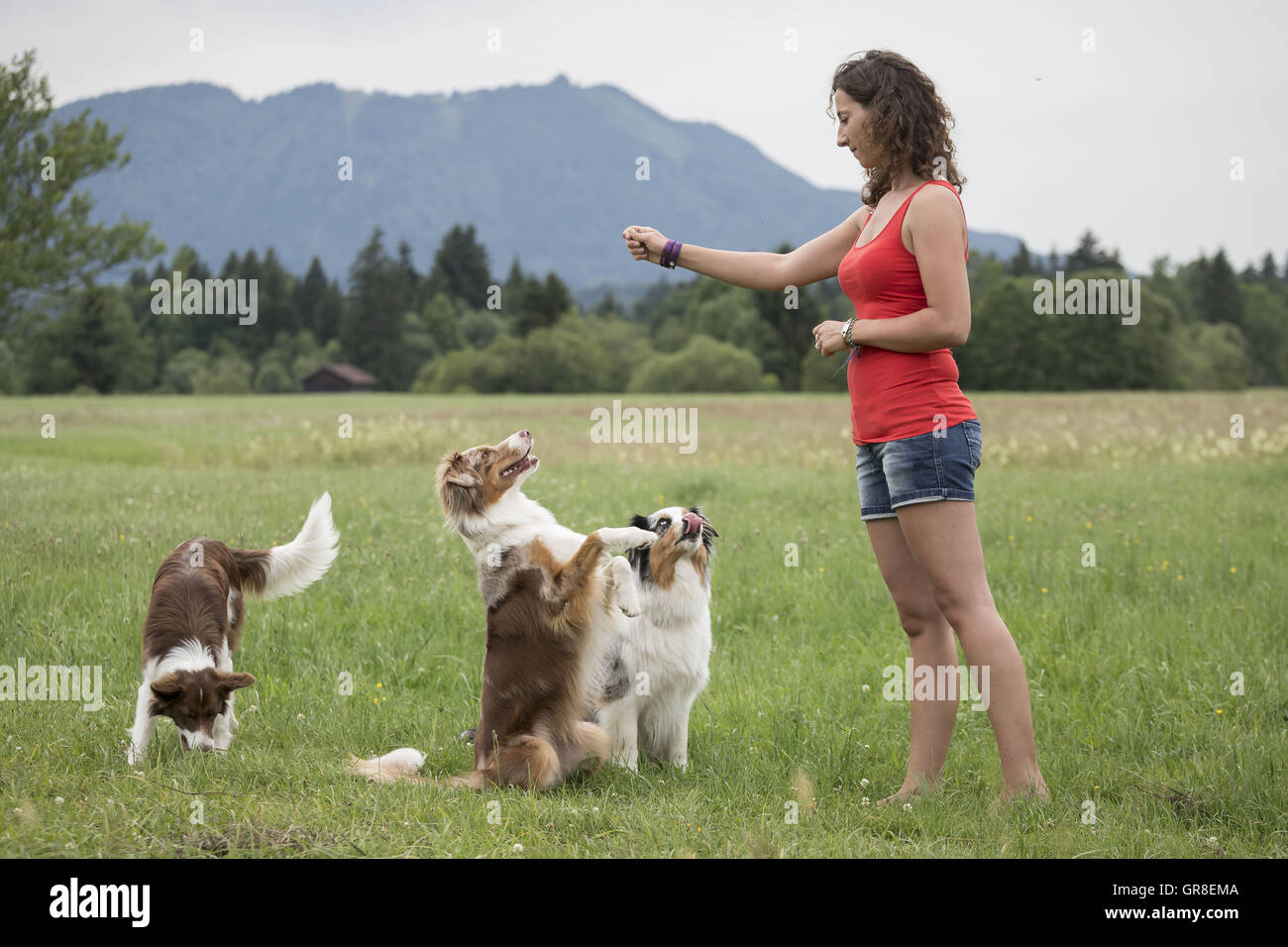 Due Australian Shepard e un Border Collie giocando con il suo cane Trainer sul prato verde Foto Stock