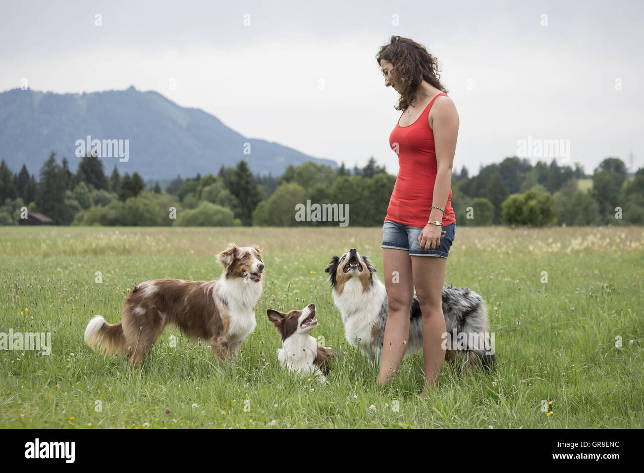 Due Australian Shepard e un Border Collie giocando con il suo cane Trainer sul prato verde Foto Stock