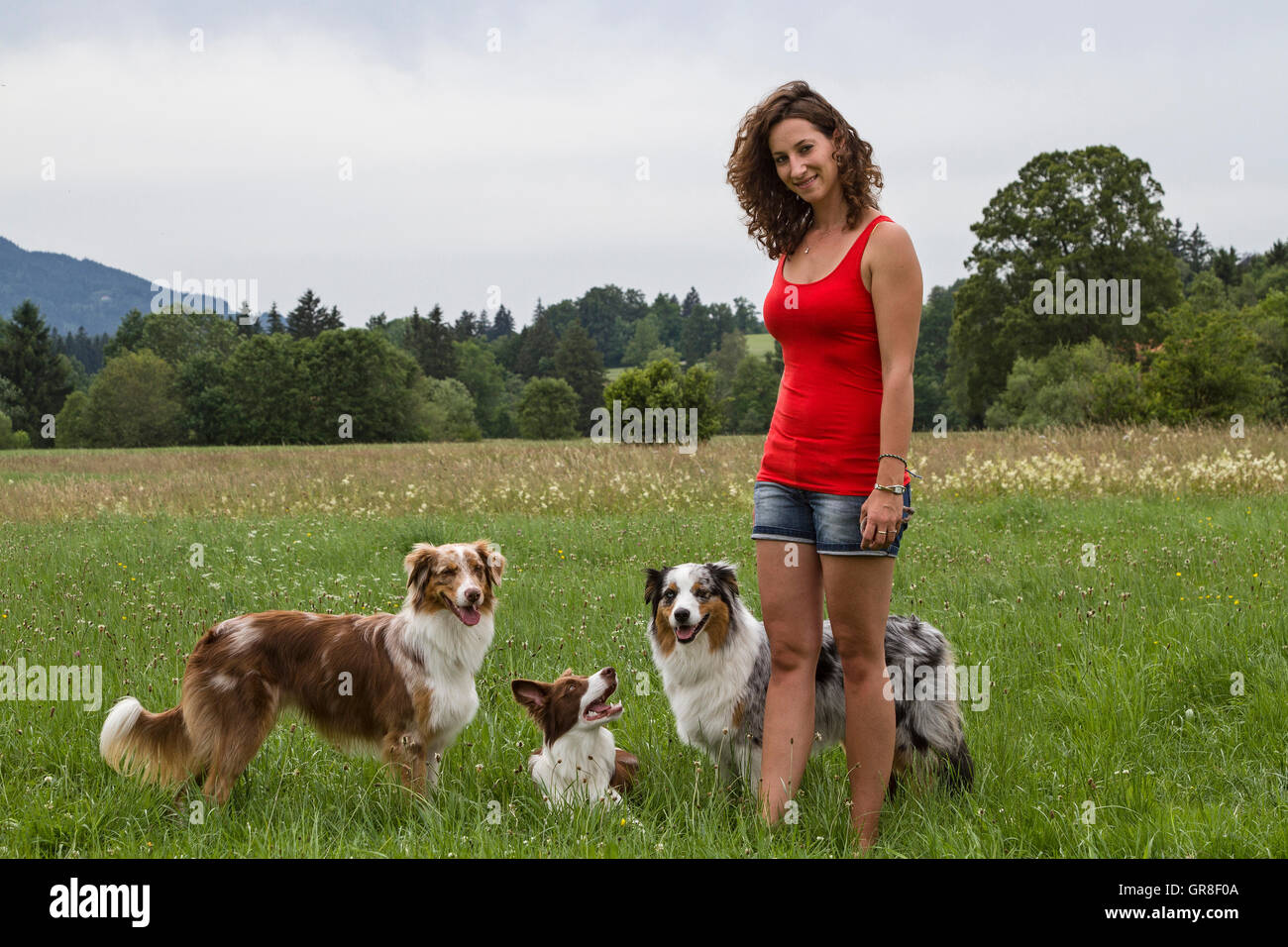 Due Shepards australiano e un Border Collie giocando con il suo cane Trainer su un Greenfield Foto Stock