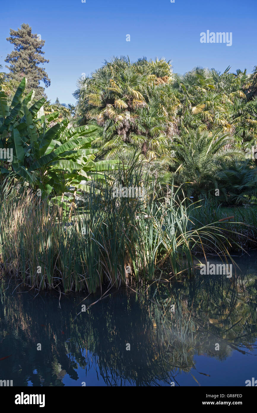 Jungle sentimenti con piante esotiche in un parco italiano Foto Stock