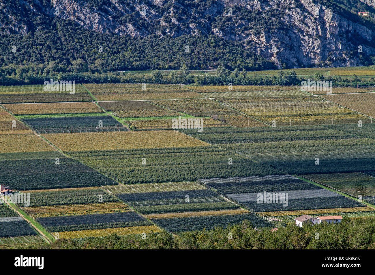 La fertile valle del Sarca è un centro per uso agricolo Foto Stock