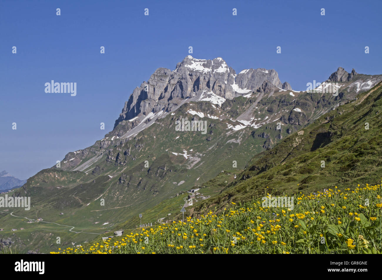 Prato di fiori in primavera sugli Klausen Pass Foto Stock