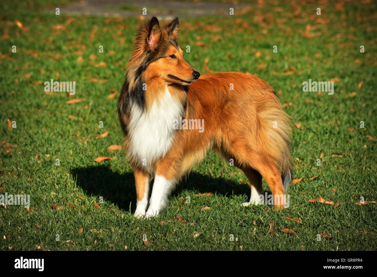 Collie americano Foto Stock