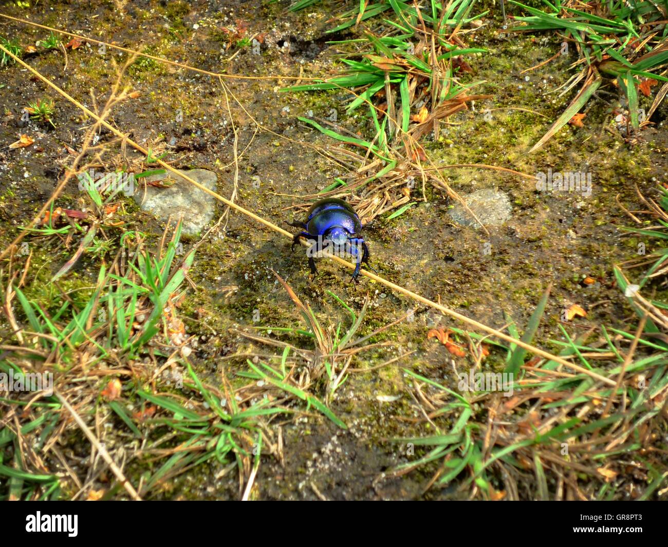 Dung Beetle Anoplotrupes Stercorosus Foto Stock