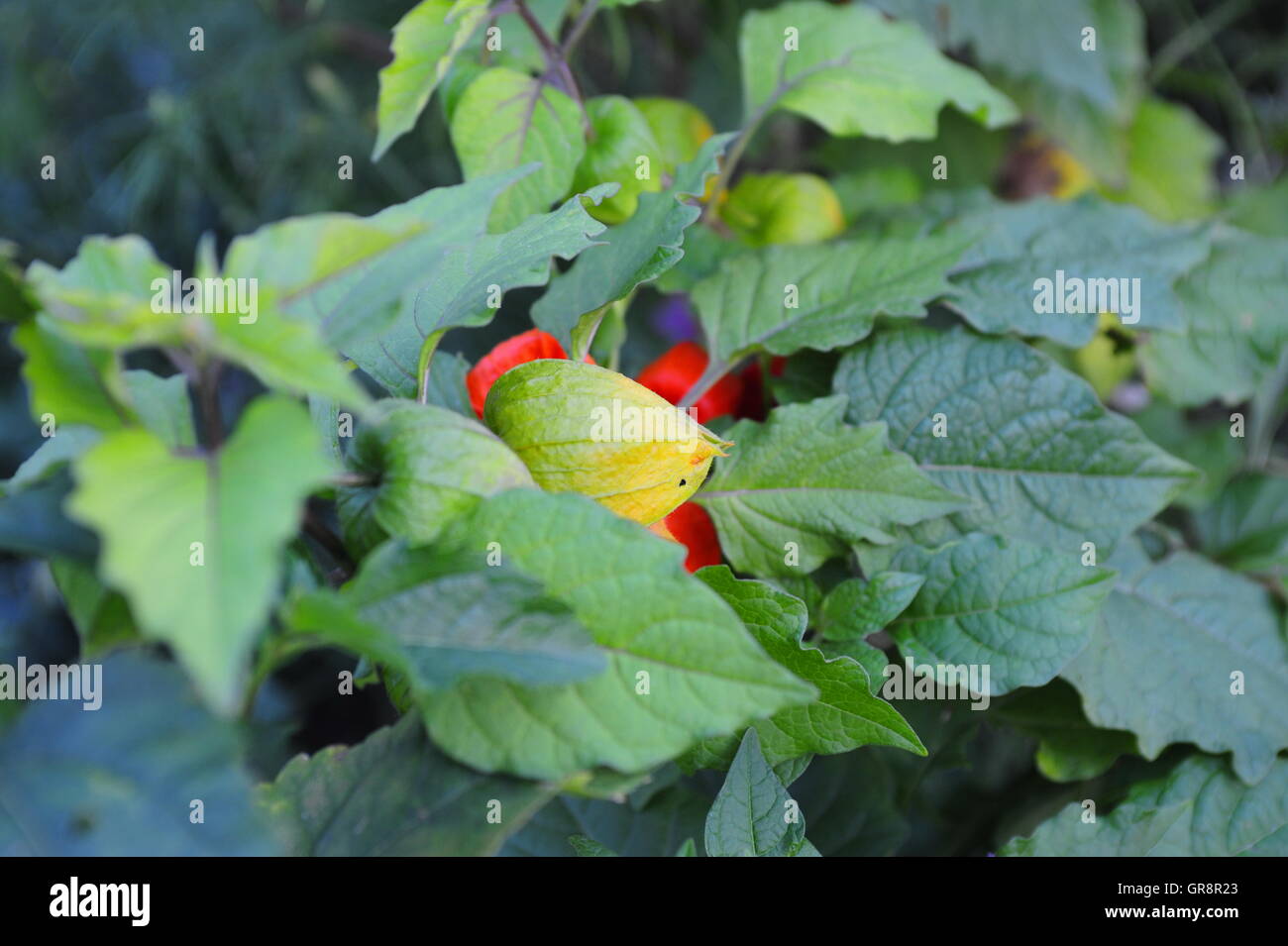 Uva spina Physalis Peruviana Foto Stock