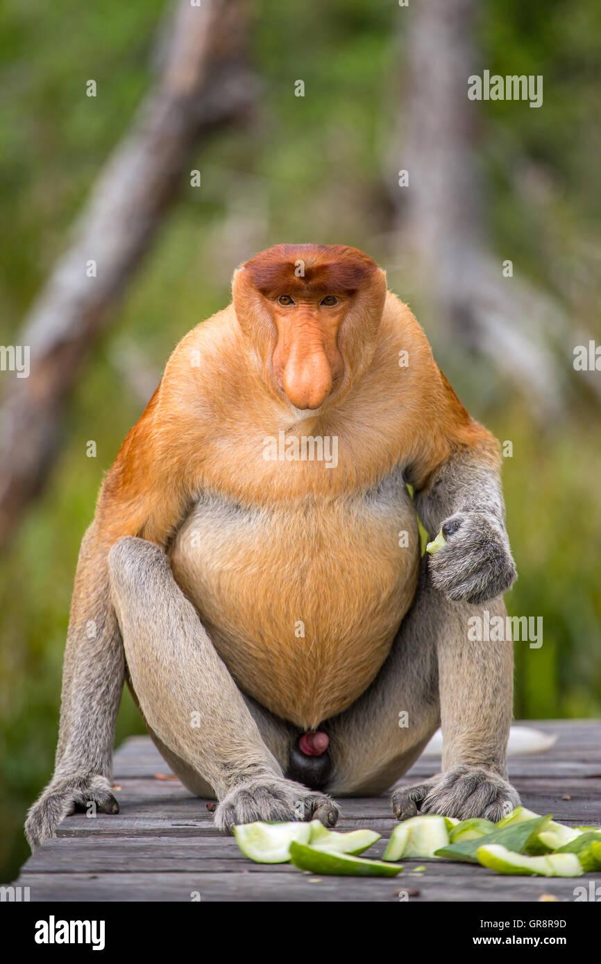 Proboscide di scimmia (Nasalis larvatus) sono endemiche del Borneo. Ritratto maschile con un enorme naso. Foto Stock