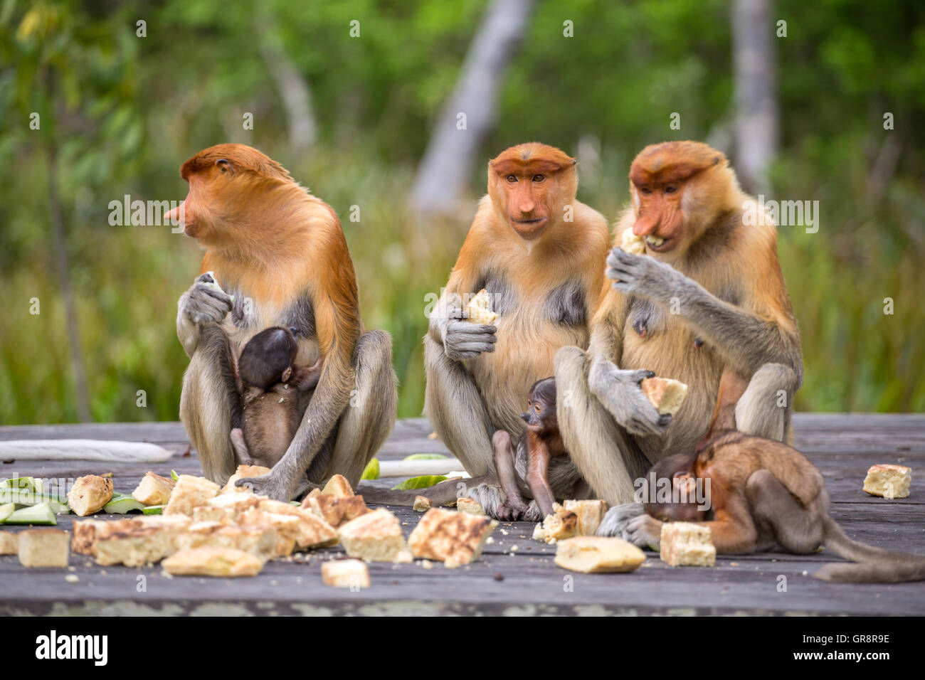 Gruppo femminile di proboscide scimmie (Nasalis larvatus) sono endemiche del Borneo seduto sulla piattaforma di alimentazione nel Sarawak. Foto Stock