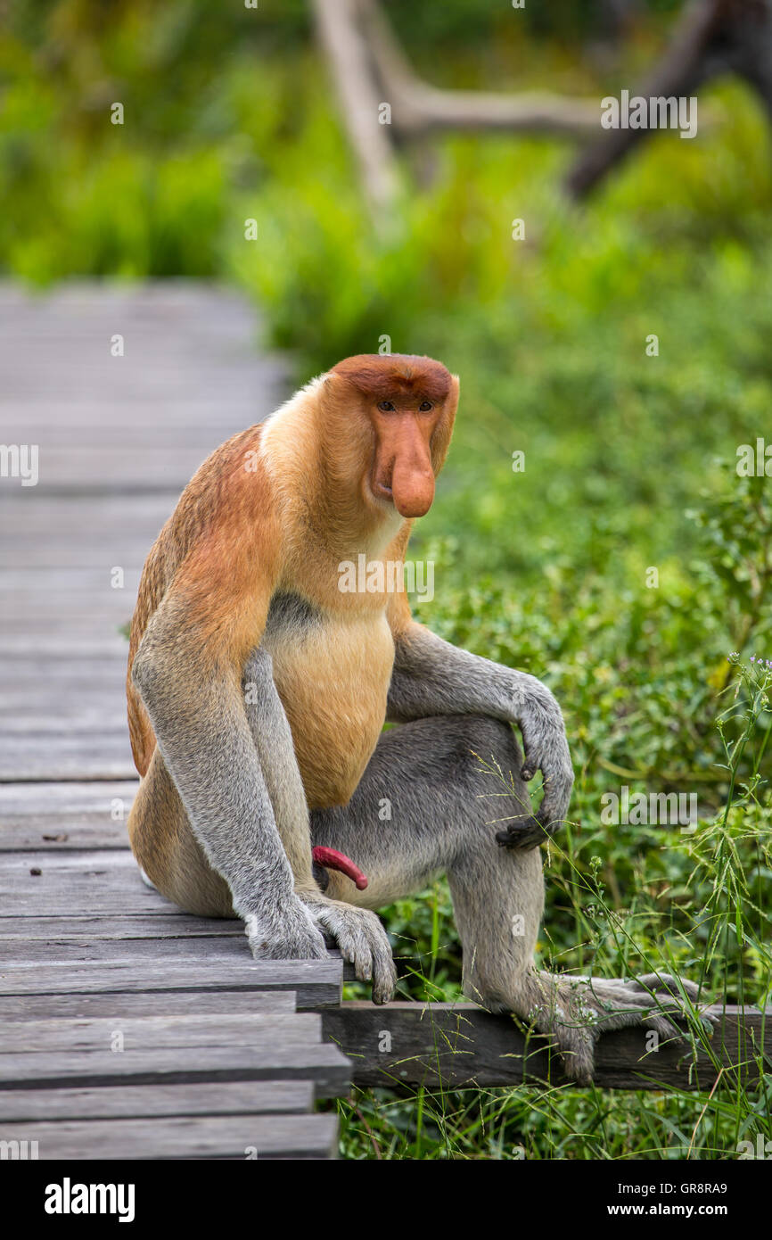 Proboscide di scimmia (Nasalis larvatus) sono endemiche del Borneo. Ritratto maschile con un enorme naso. Foto Stock