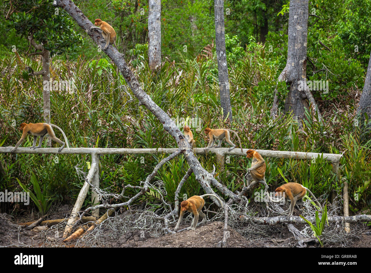 Gruppo di elemento a proboscide scimmie (Nasalis larvatus) sono endemiche del Borneo nella foresta Foto Stock