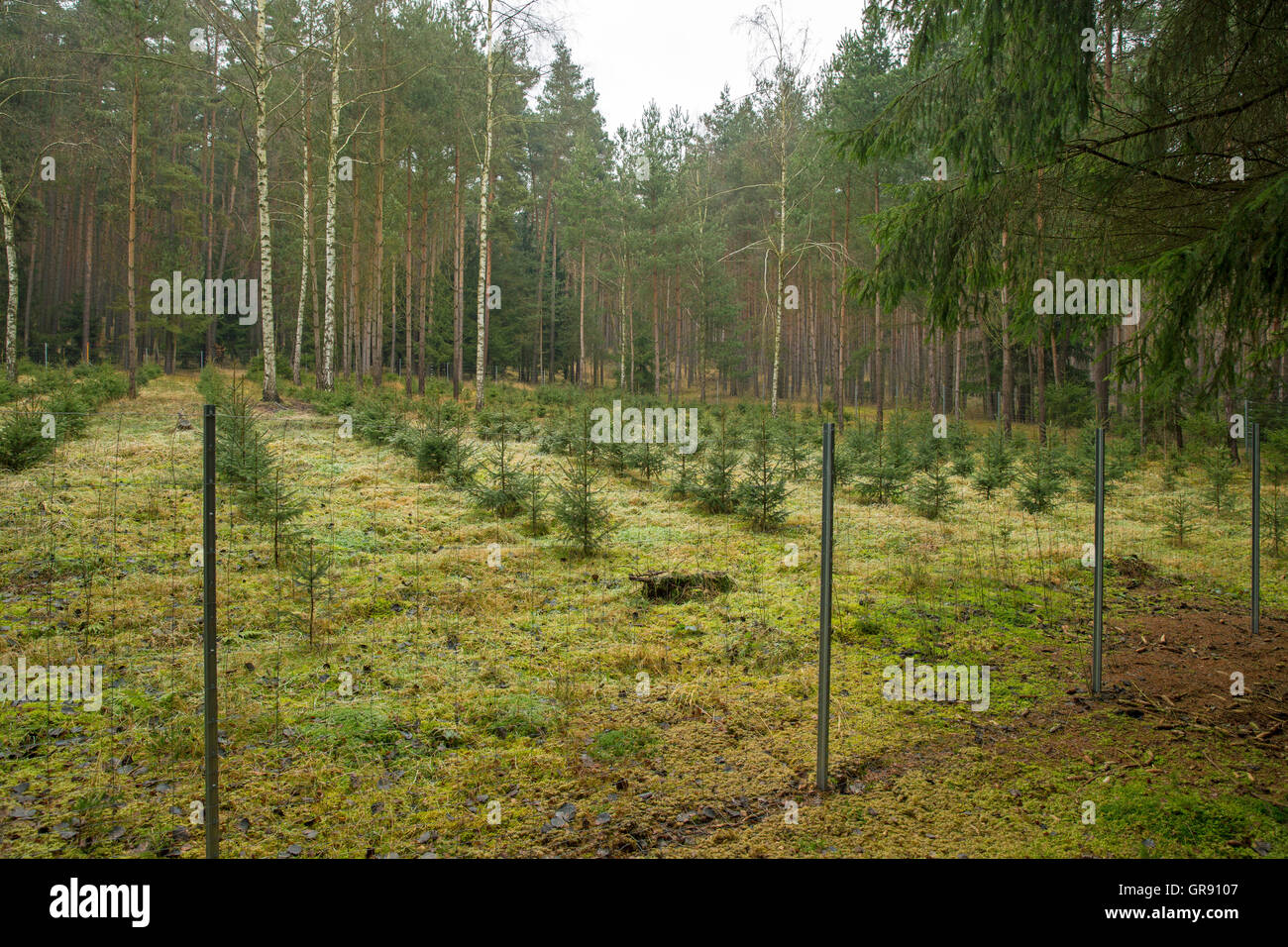 Piccoli abeti in una piantagione di recinzione di gioco Foto Stock