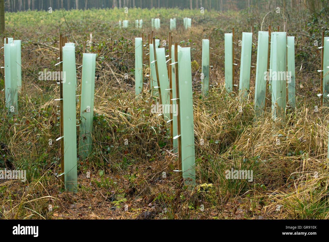 Tubi di plastica come protezione da cervi navigando in piantagioni di alberi Foto Stock