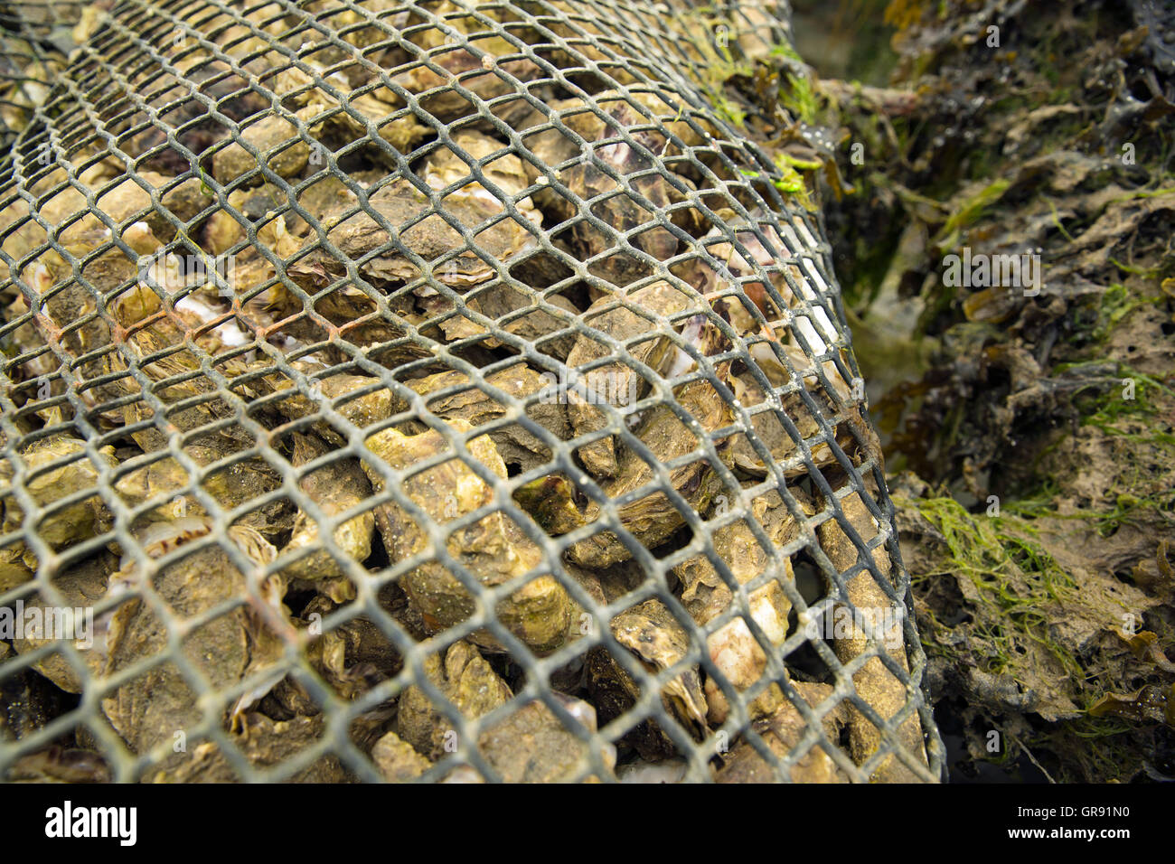 Le ostriche in una rete di plastica, Bretagna Francia Foto Stock
