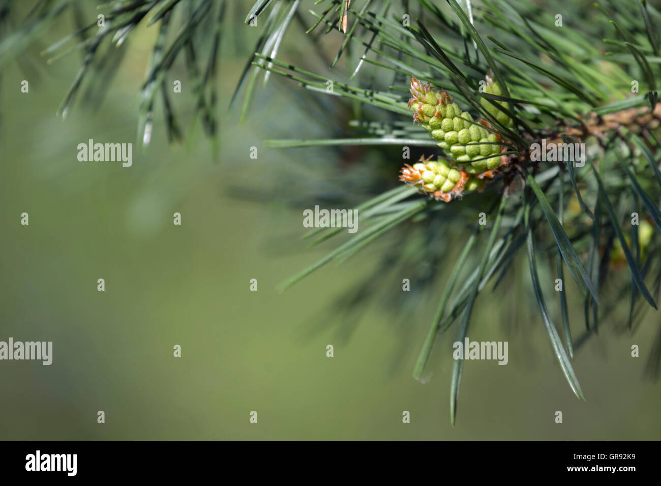 Fiori su un pino silvestre, Pinus sylvestris Foto Stock