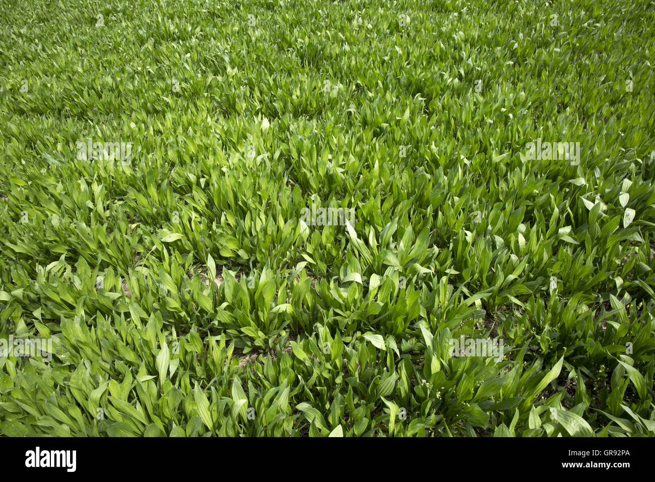 Piantaggine nella campicoltura, planzago lanceolata, Turingia, Germania Foto Stock