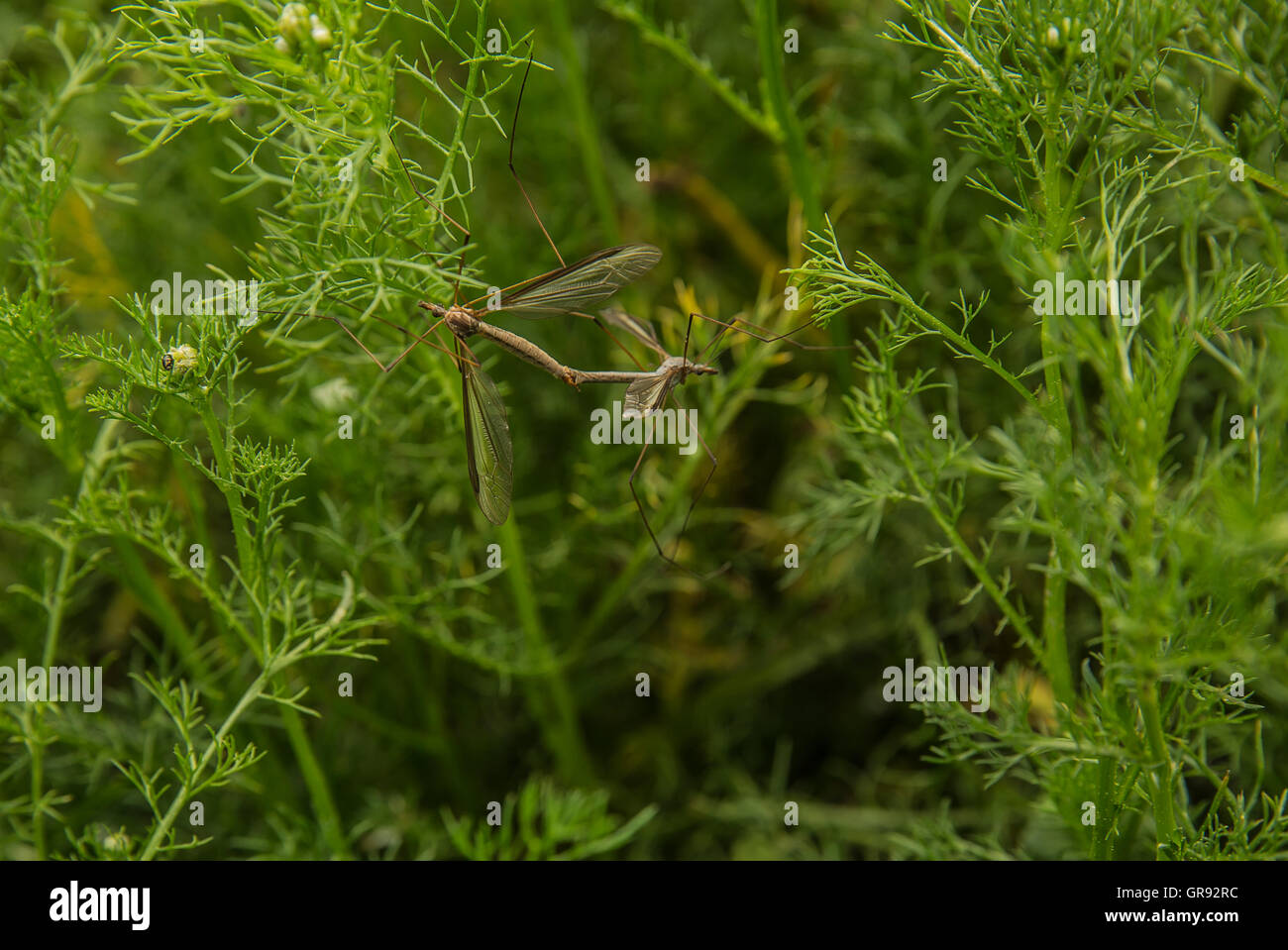 Lumache Wedding su una pianta di camomilla, abbinamento copula Foto Stock