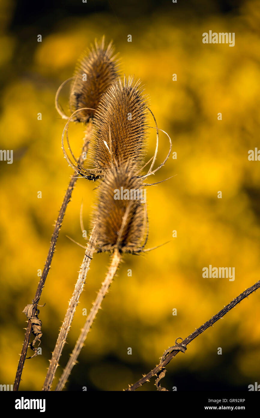 Karde isolati nella luce della sera Dipsacus Foto Stock