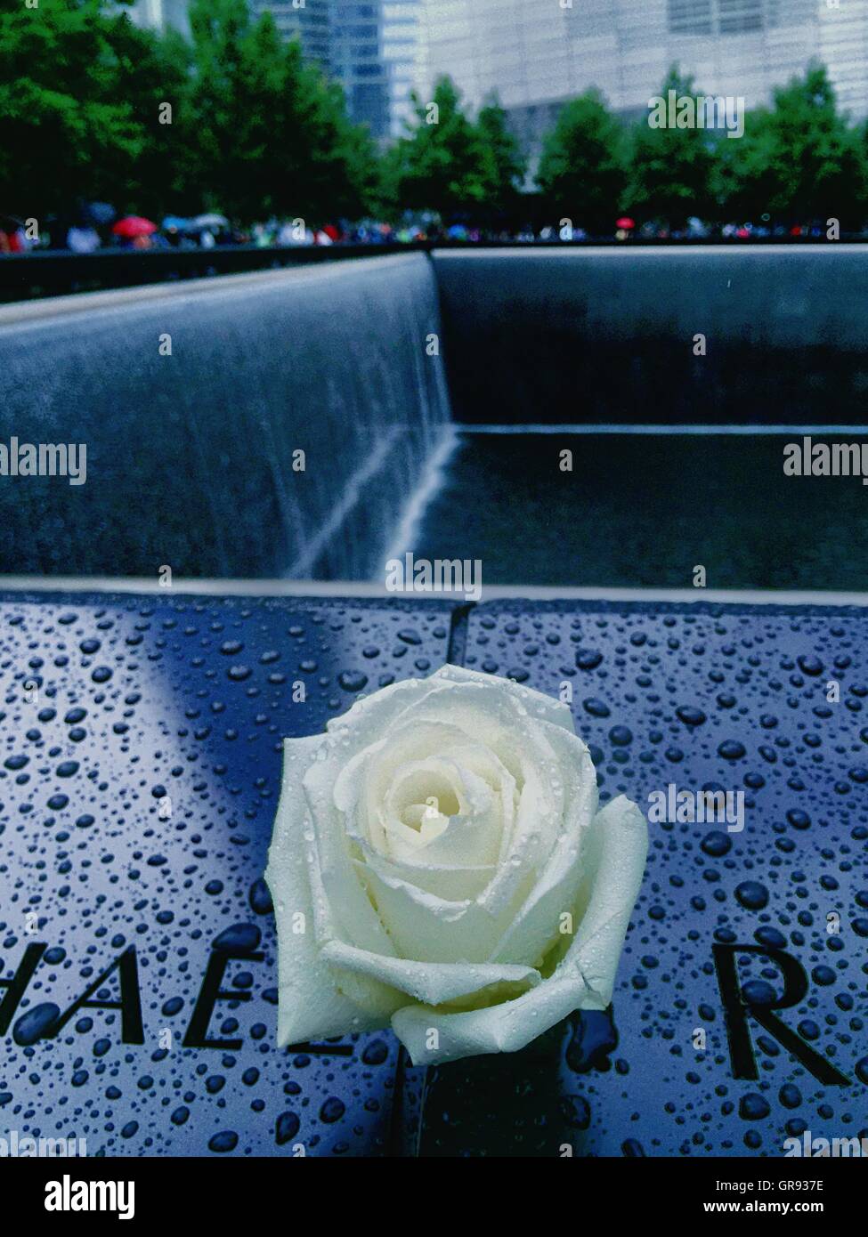 Wet White Rose a livello nazionale 11 Settembre Memorial e Museo Foto Stock