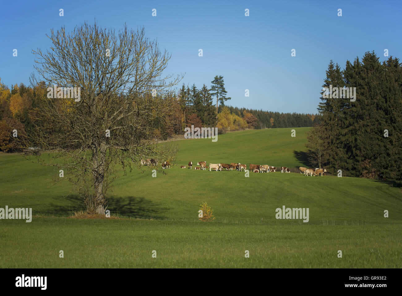 Brown vacche su un pascolo in autunno, Turingia, Germania Foto Stock