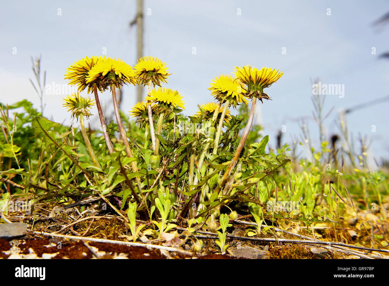 Fiore giallo di tarassaco Close-Up dalla prospettiva di rana Foto Stock