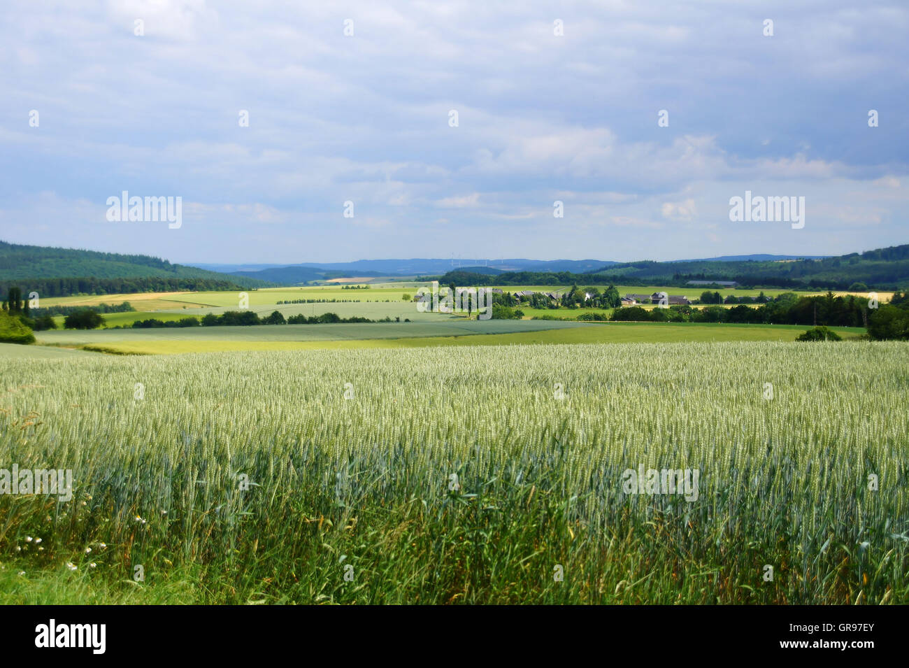 Verde di campi di grano vicino alla foresta di Idar in Renania Palatinato Foto Stock