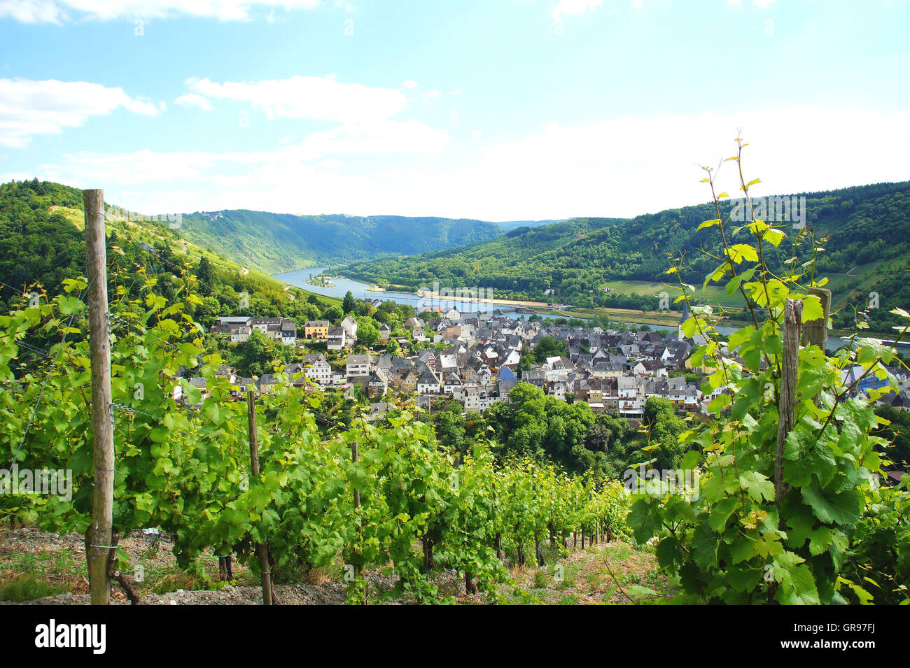 Villaggio del vino di Enkirch sulla Mosella in estate Foto Stock