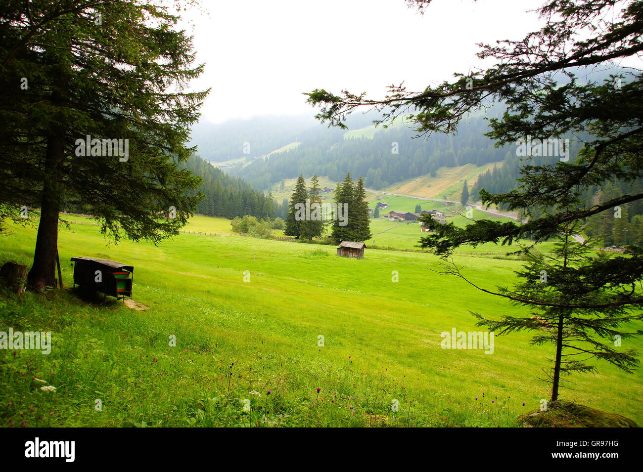 Boschi, prati e case in Val d Ultimo in Alto Adige Foto Stock