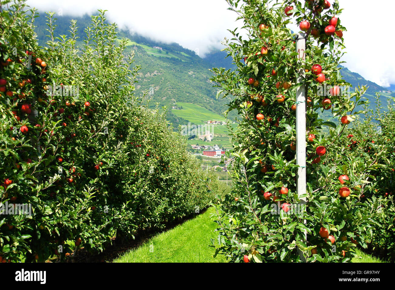Filari di alberi di mele a Naturno in Val d'Adige Foto Stock
