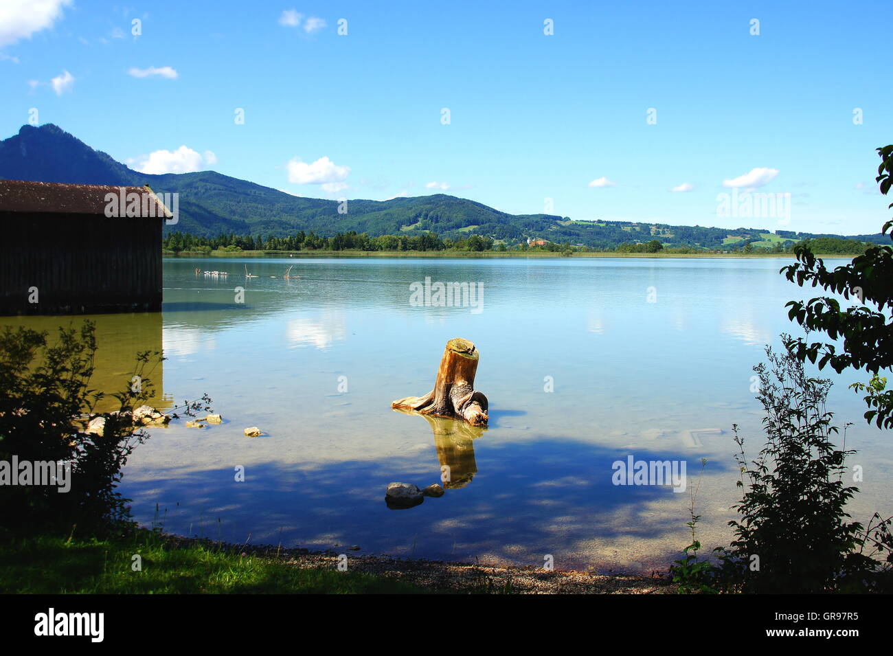 Il lago di Kochel con un grande ceppo di albero in acqua poco profonda Foto Stock