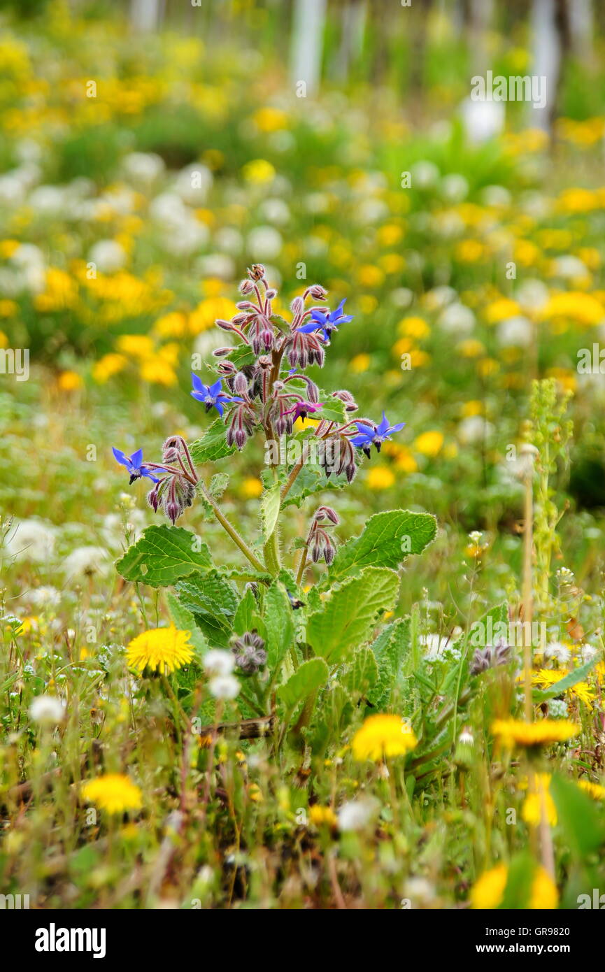 Fioritura Wild-Growing borragine in primavera nel vigneto Foto Stock