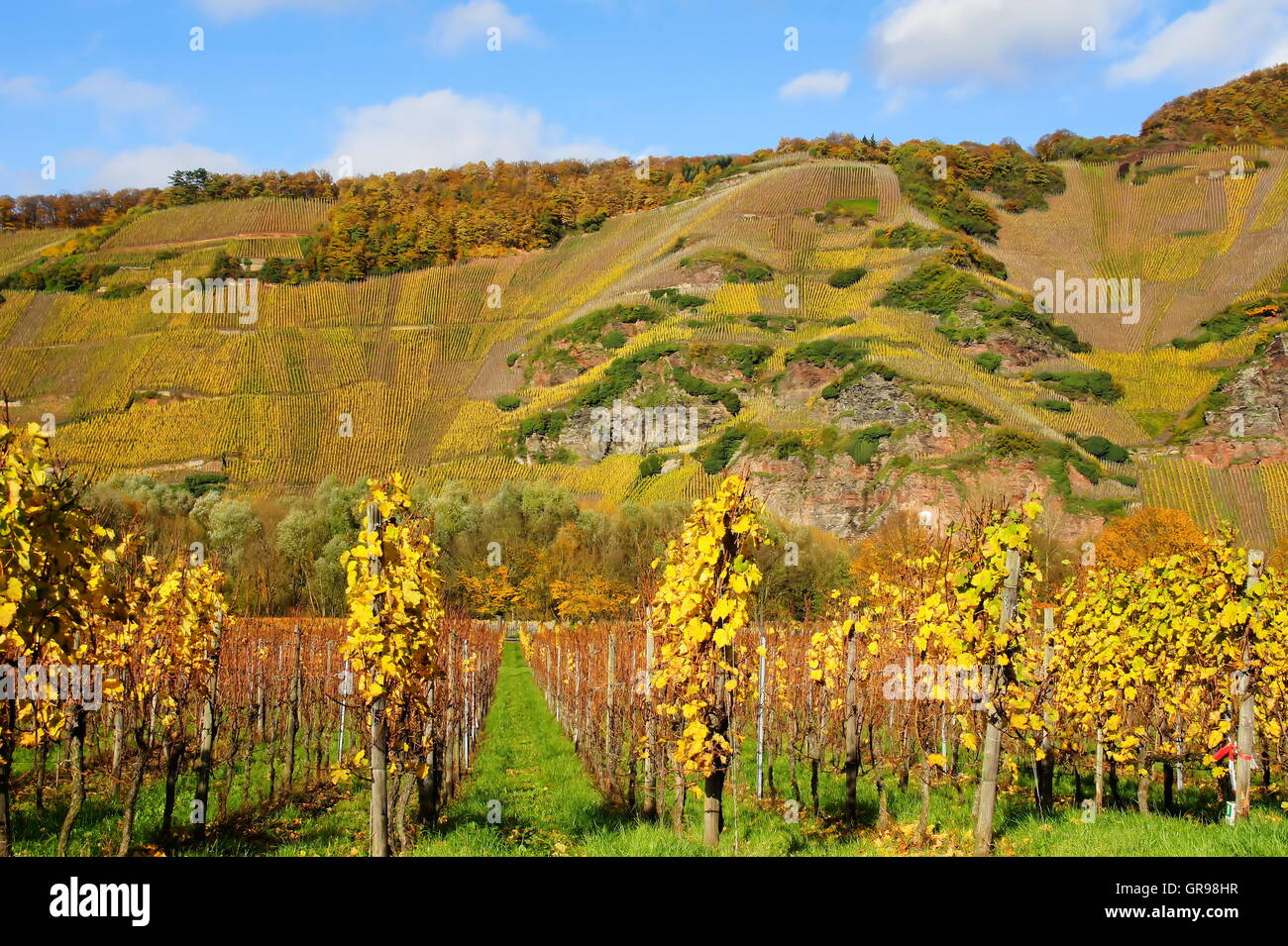 Vigneti Ürziger Würzgarten e Sonnenuhr sulla Mosella Foto Stock