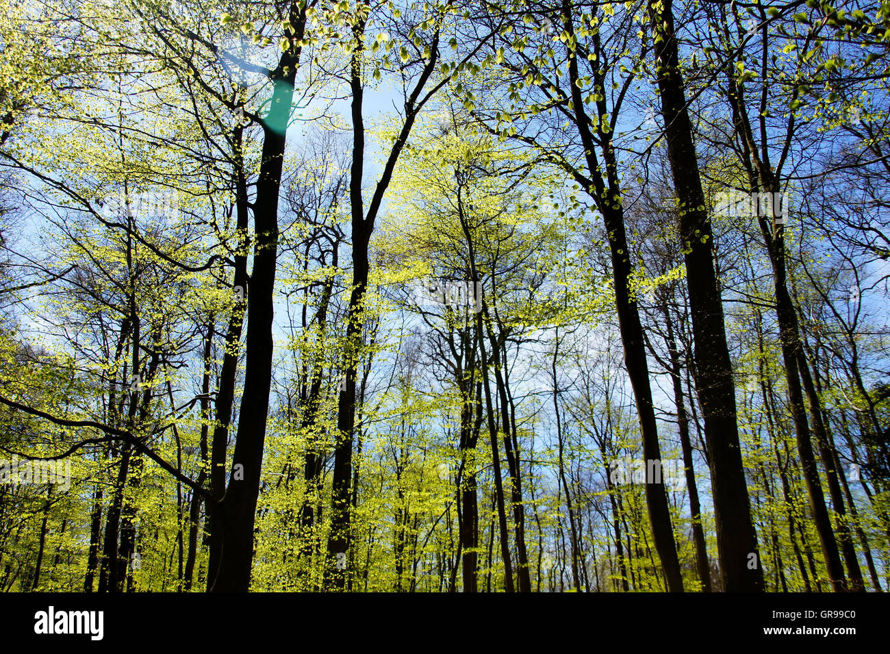 Faggi in primavera a luce solare Foto Stock