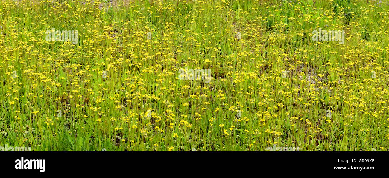 Prato con Senecio vulgaris Panorama Foto Stock