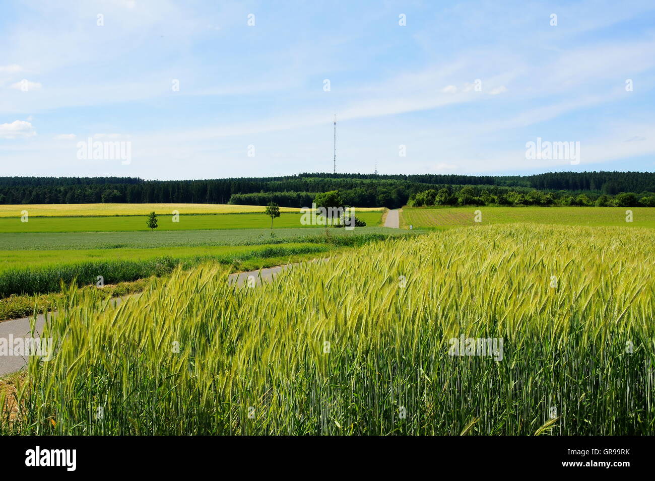 Cornfields verde in estate ai piedi dell'Haardtkopf Foto Stock