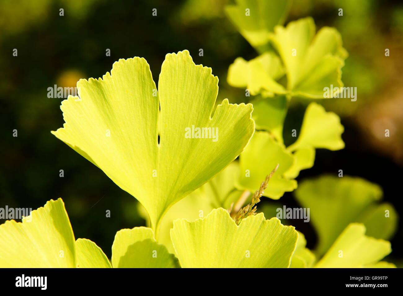 Luce Verde foglie di Ginkgo In estate Macro Foto Stock