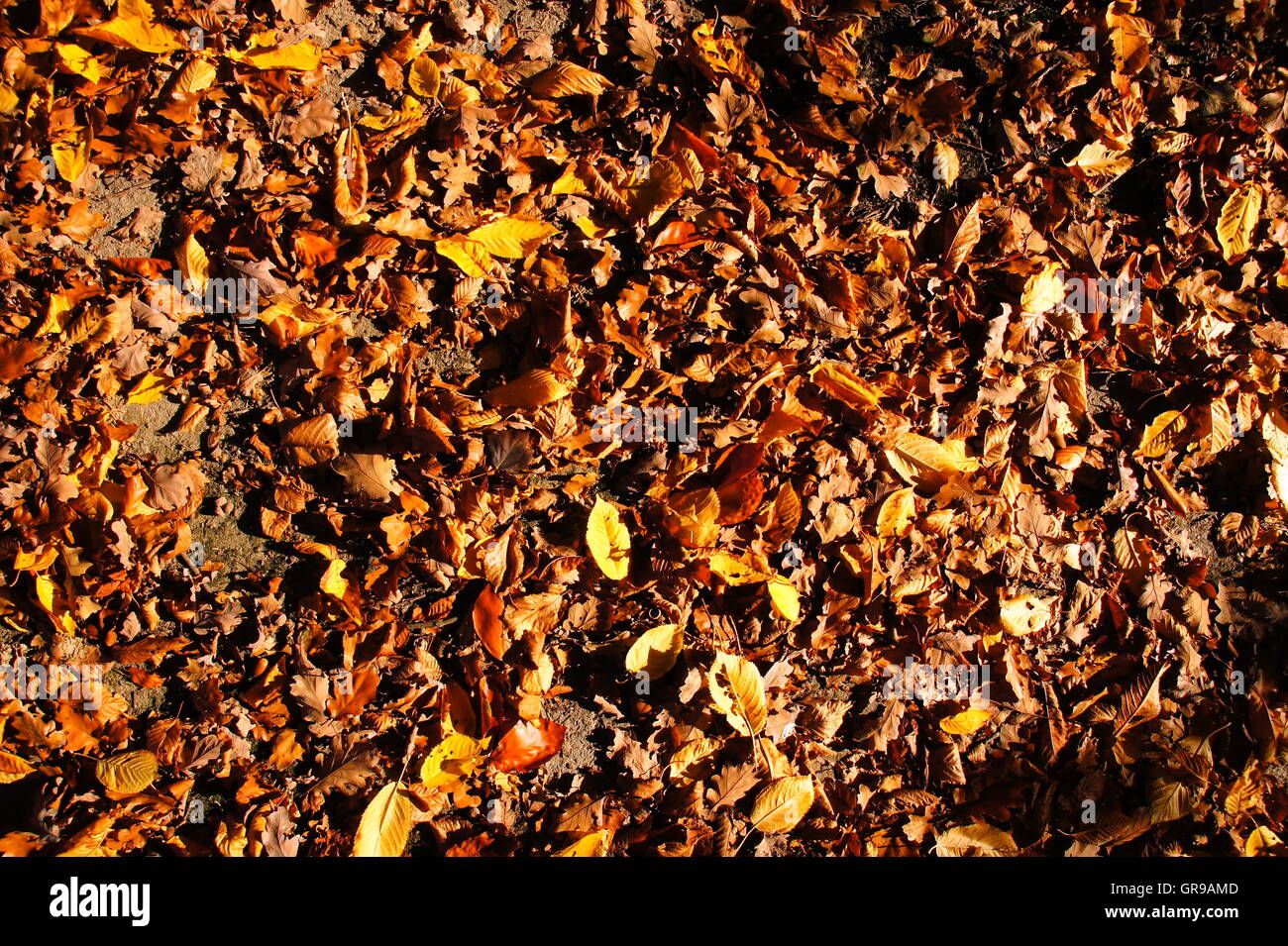 Forest Floor con molti sottili foglie marrone Foto Stock