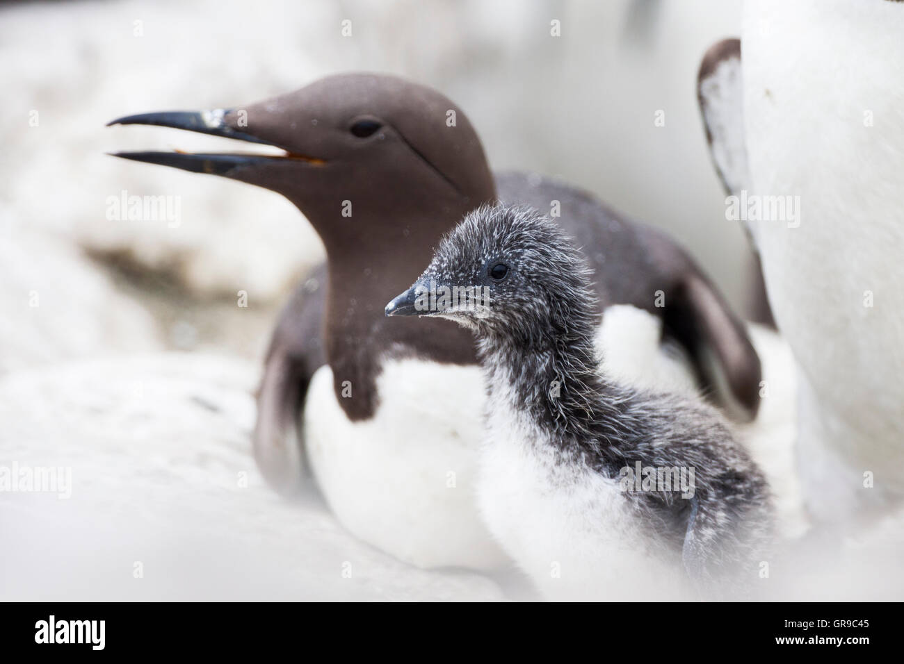 Comune di Guillemot (Uria aalge) pulcino con i genitori, Isola di fiocco, farne Islands, Northumberland, England, Regno Unito Foto Stock