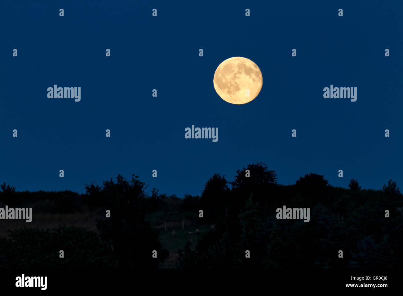 La luna piena è fino nella notte Foto Stock