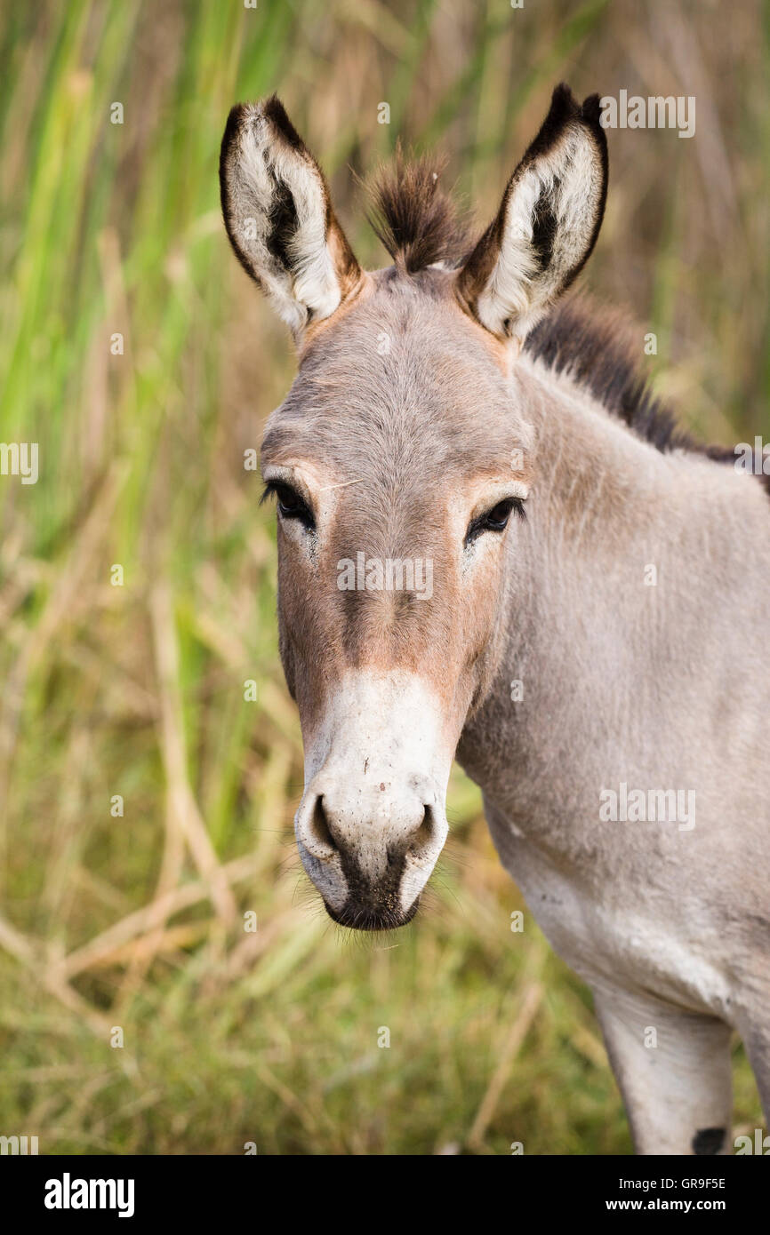 Asino (Equus asinus), Djoudj National Park, Senegal Africa Foto Stock