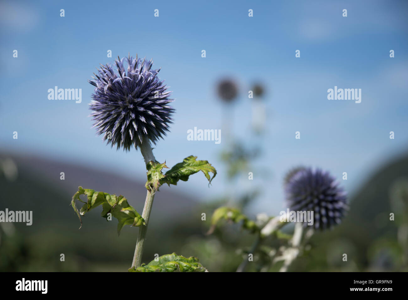 Echinops ritro Taplow blu ( Globe Thistle ) crescendo in The Borrowdale Valley, Lake District, Cumbria, Regno Unito Foto Stock