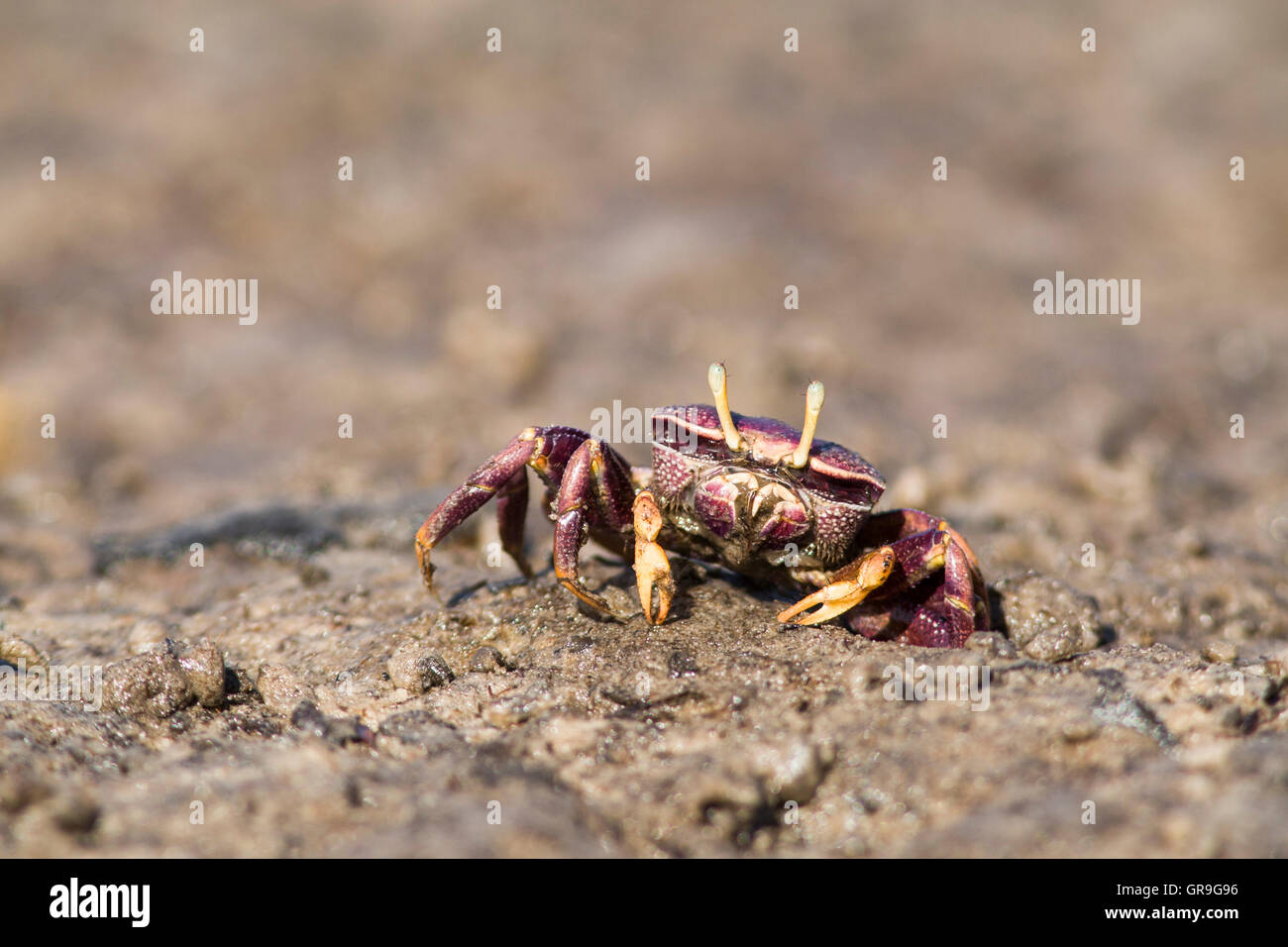 West African Fiddler Crab (Uca tangeri), adulto di sesso femminile di sabbia di filtraggio, Sine-Saloum Delta, Senegal Foto Stock