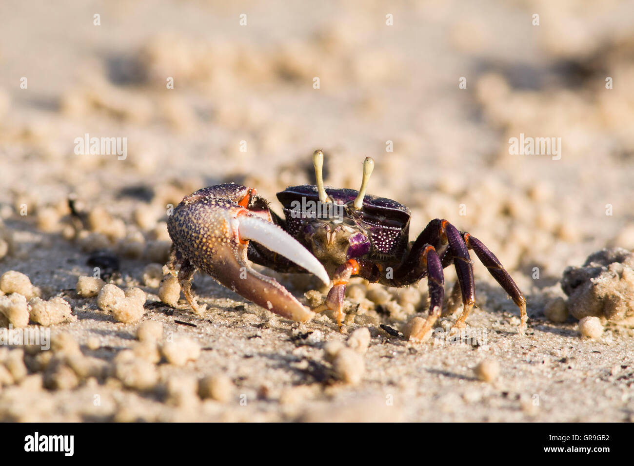 West African Fiddler Crab (Uca tangeri), maschi adulti di sabbia di filtraggio, Sine-Saloum Delta, Senegal Foto Stock