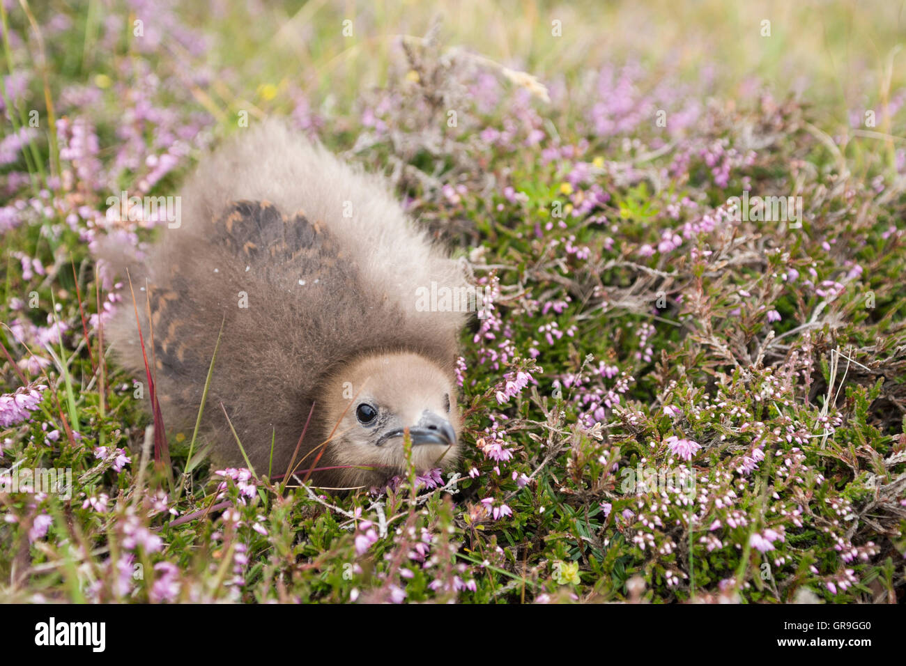 Arctic skua (Stercorarius parasiticus) pulcino su Fair Isle, Isole Shetland Scozia, Gran Bretagna Foto Stock