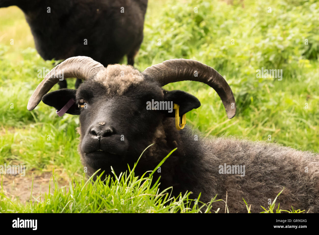 Pecora nera con corna guarda nella telecamera a Caelaverock Foto Stock
