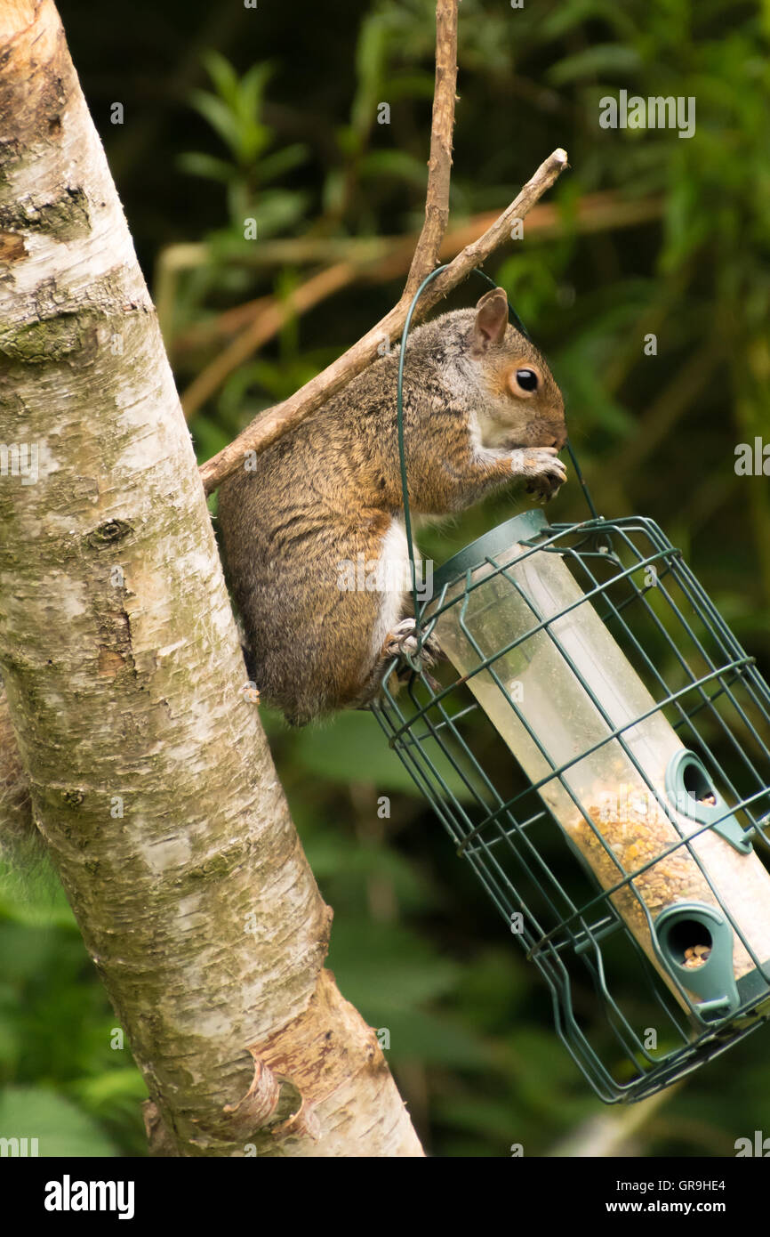 Grigio Grigio scoiattolo ruba alimenti per uccelli da Bird Feeder appeso a un albero Foto Stock