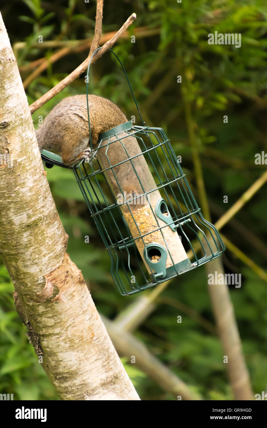 Grigio Grigio scoiattolo ruba alimenti per uccelli da Bird Feeder appeso a un albero Foto Stock