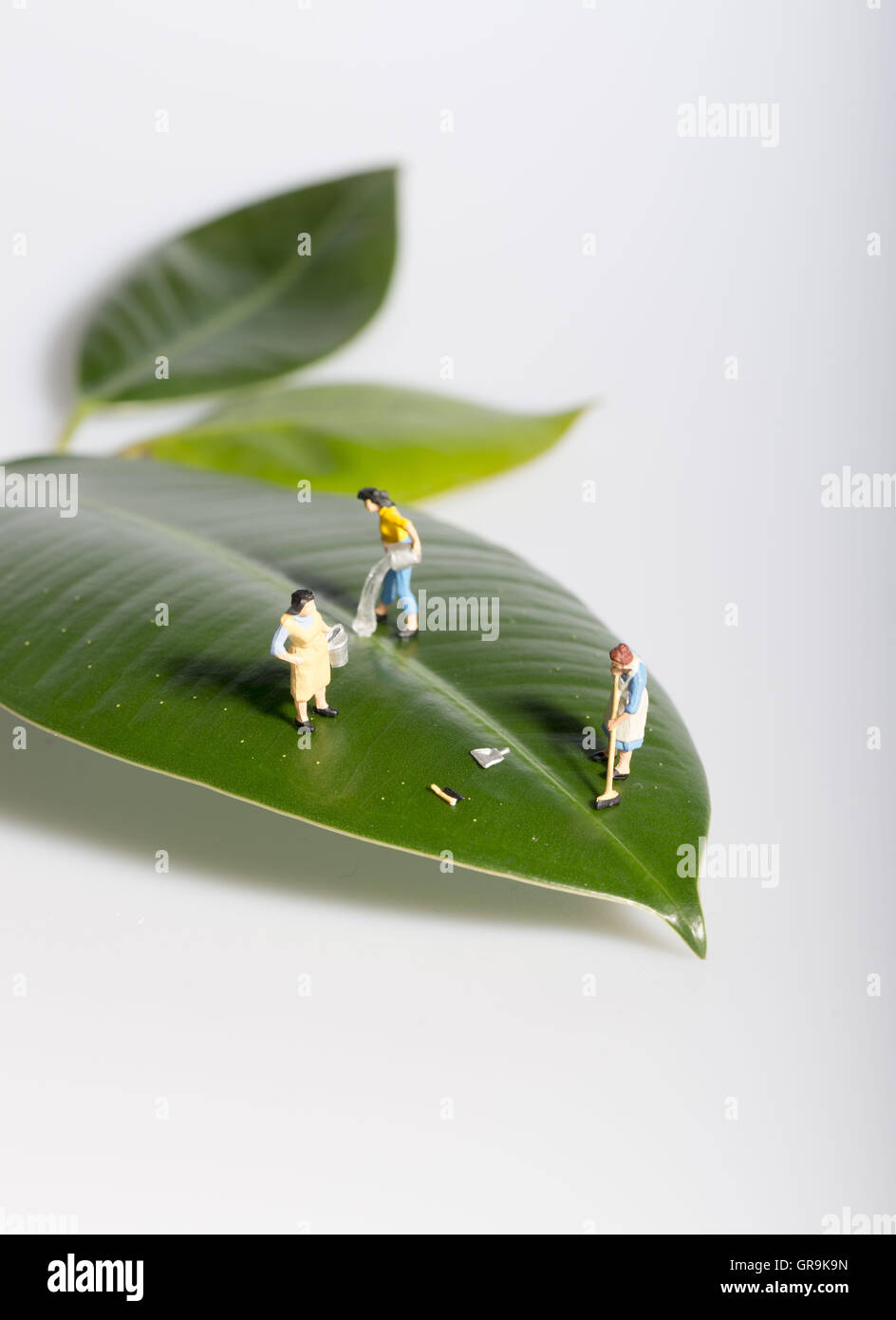 Pulizia verde Ladies miniature sulla lamina Foto Stock