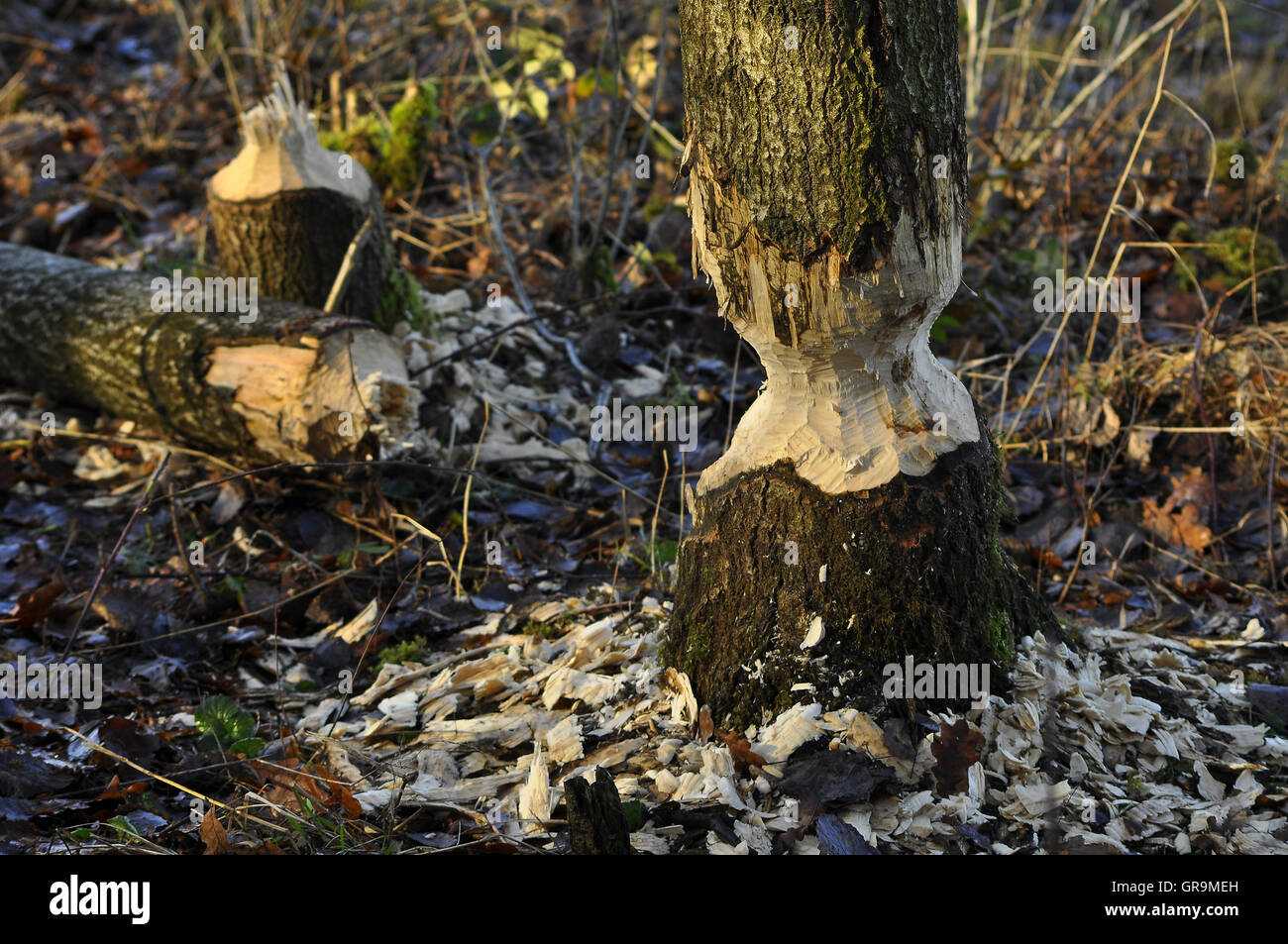 Biberfraßspuren Foto Stock