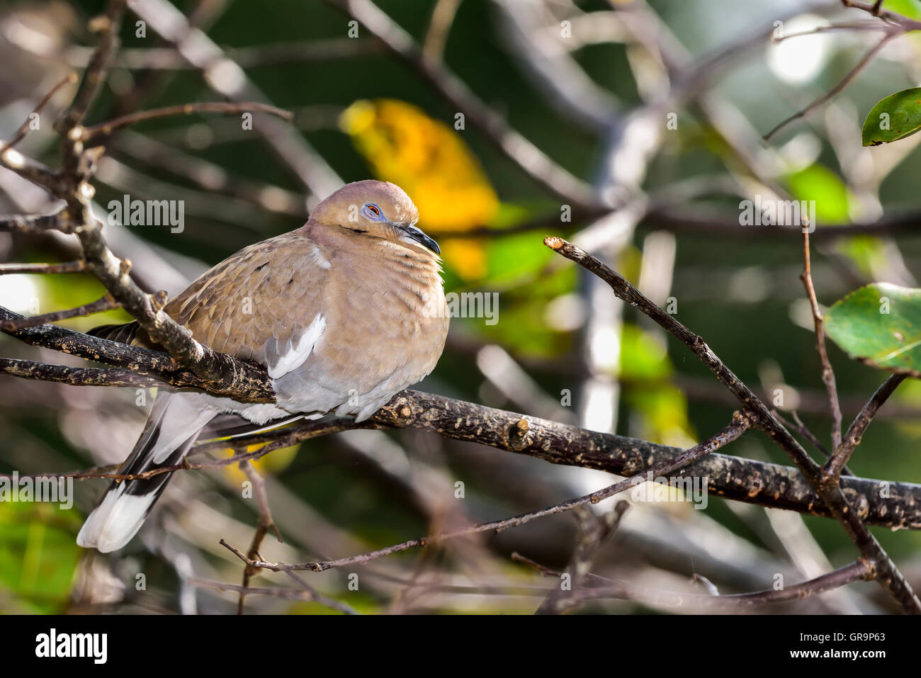 Bianco-winged Colomba Foto Stock
