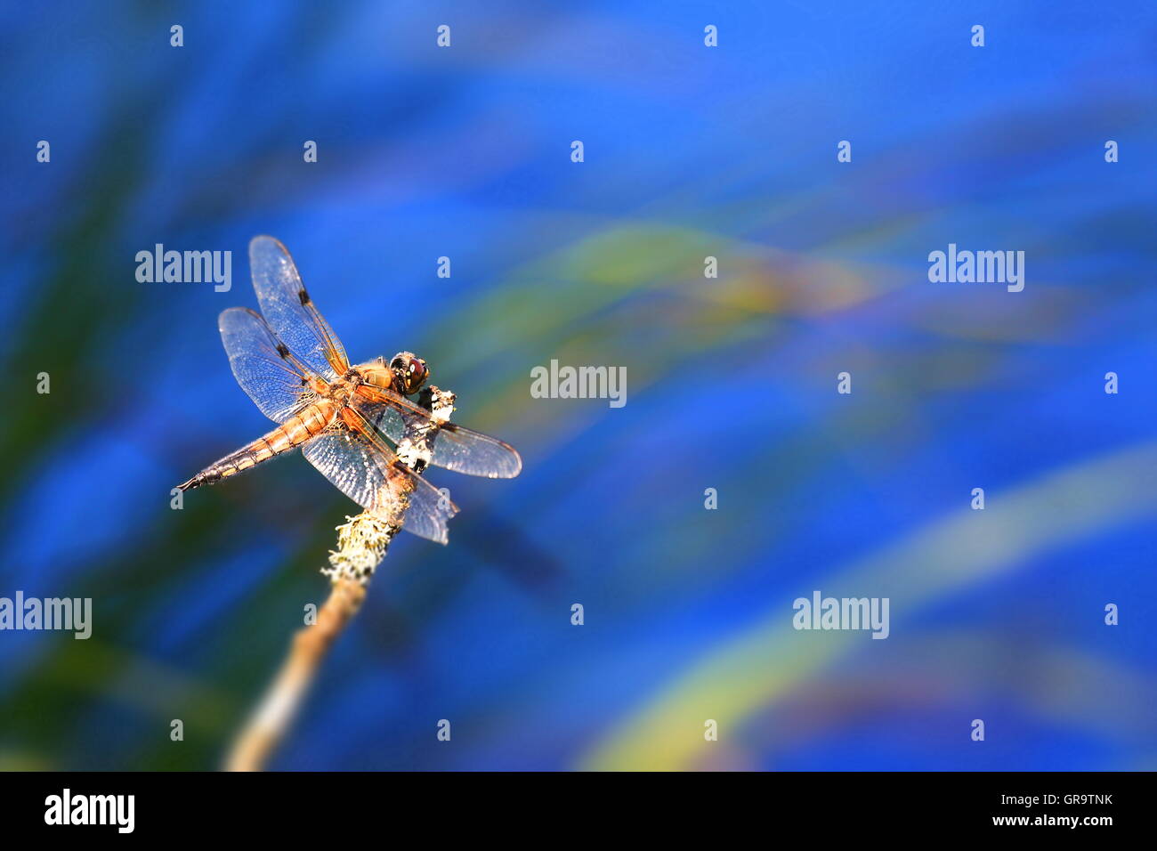 Dragon-Fly Foto Stock